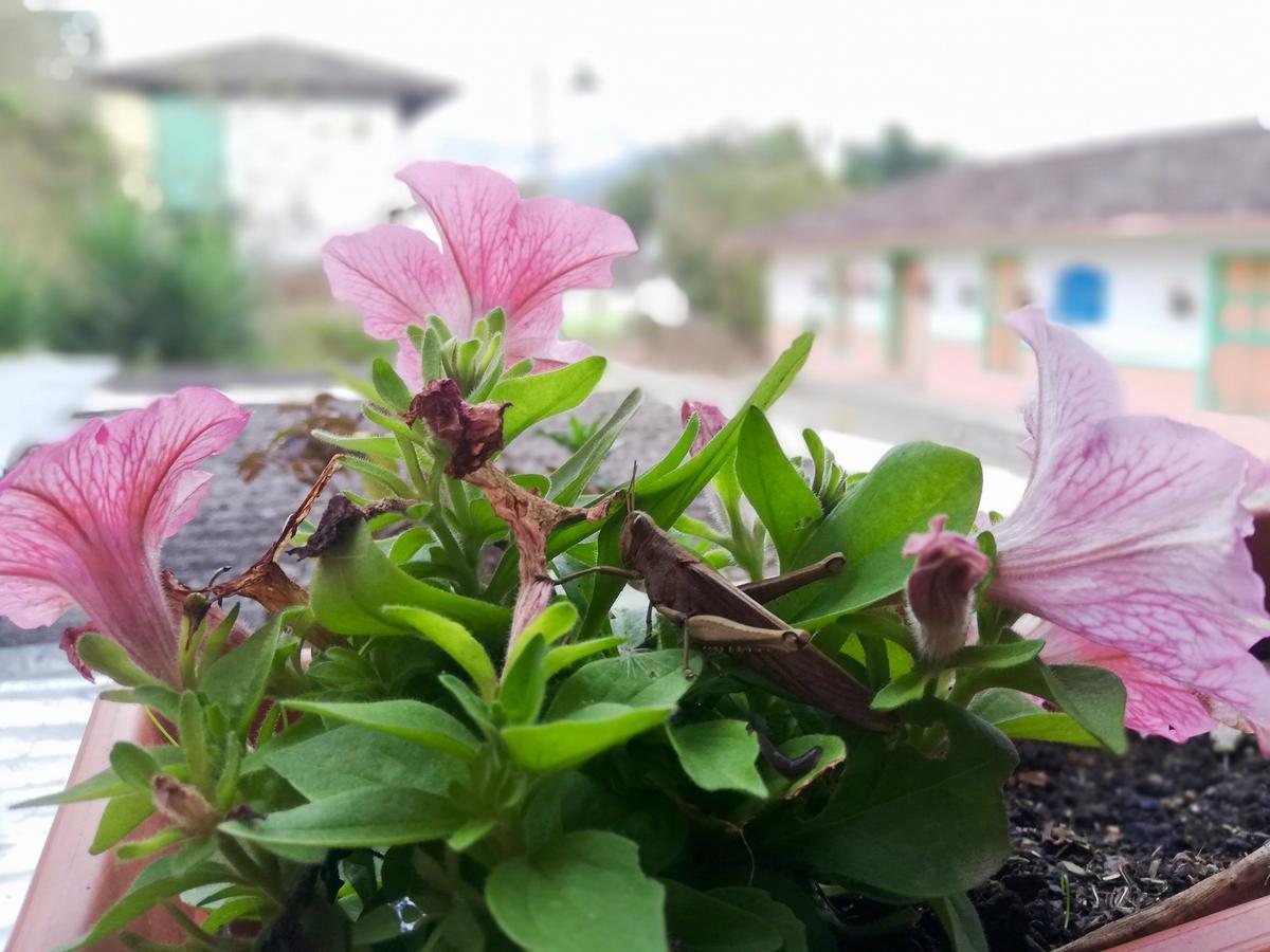 Posada Elenita Salento Exteriör bild
